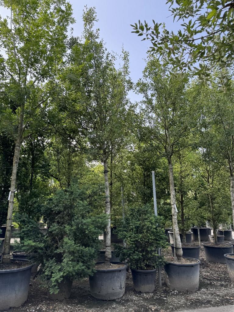 Quercus kewensis (x)