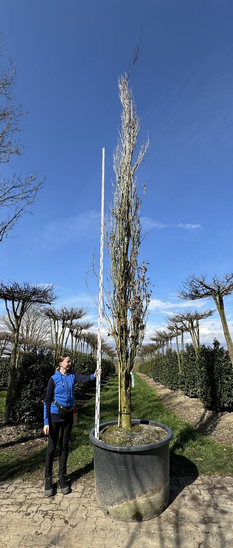 Quercus palustris 'Green Pillar'