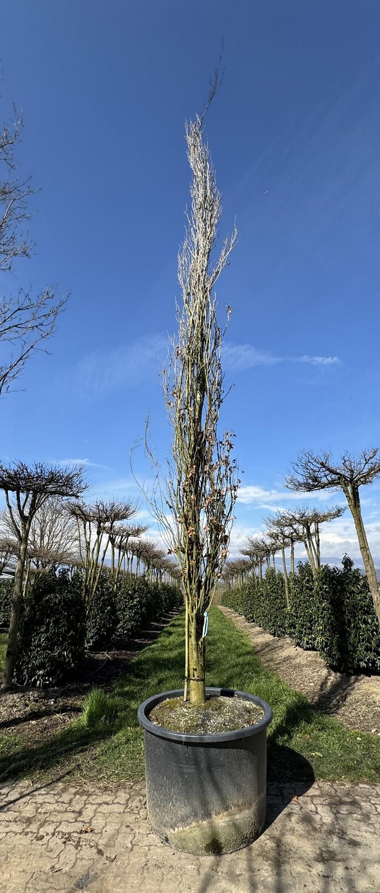 Quercus palustris 'Green Pillar'