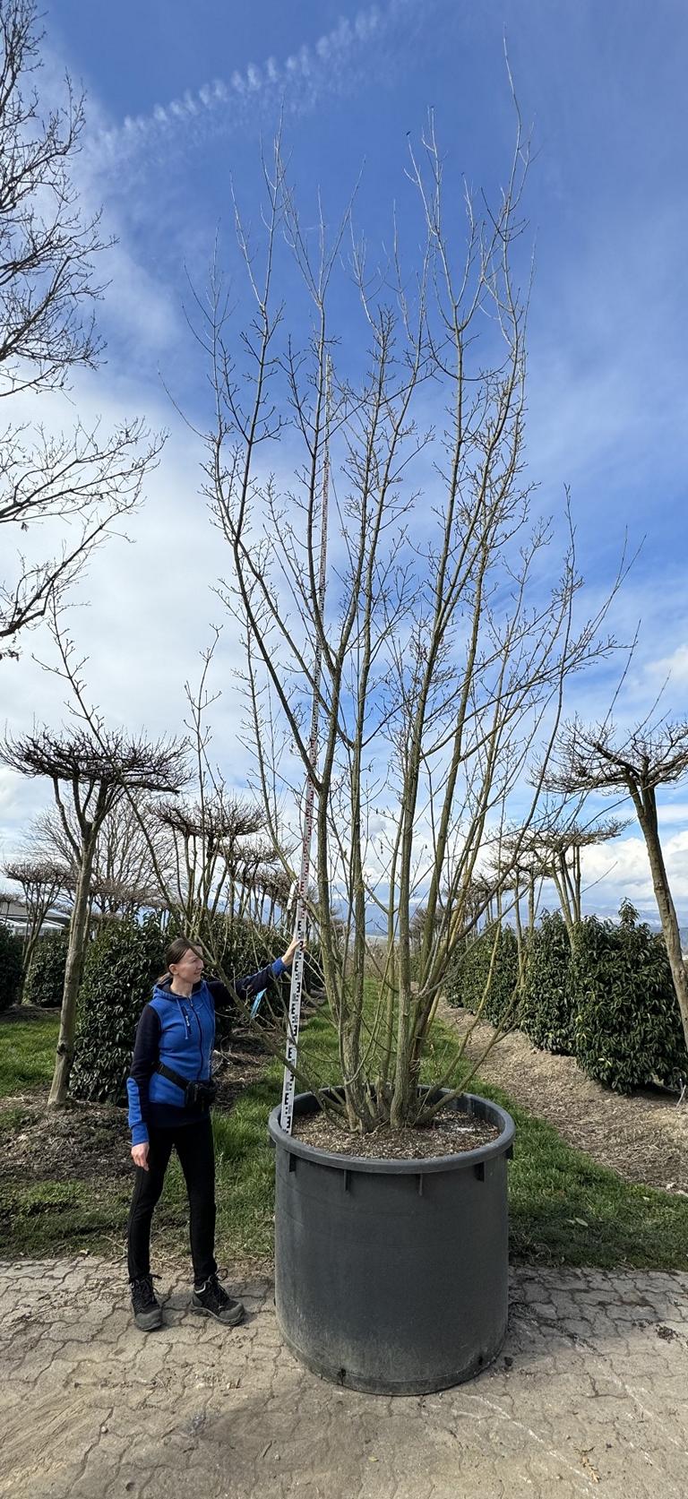 Acer rufinerve