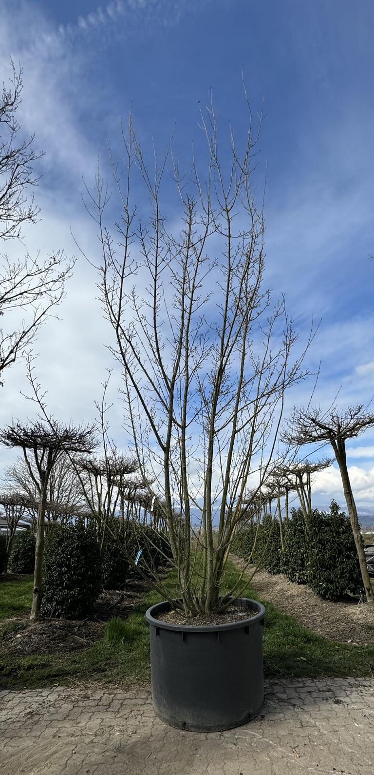 Acer rufinerve