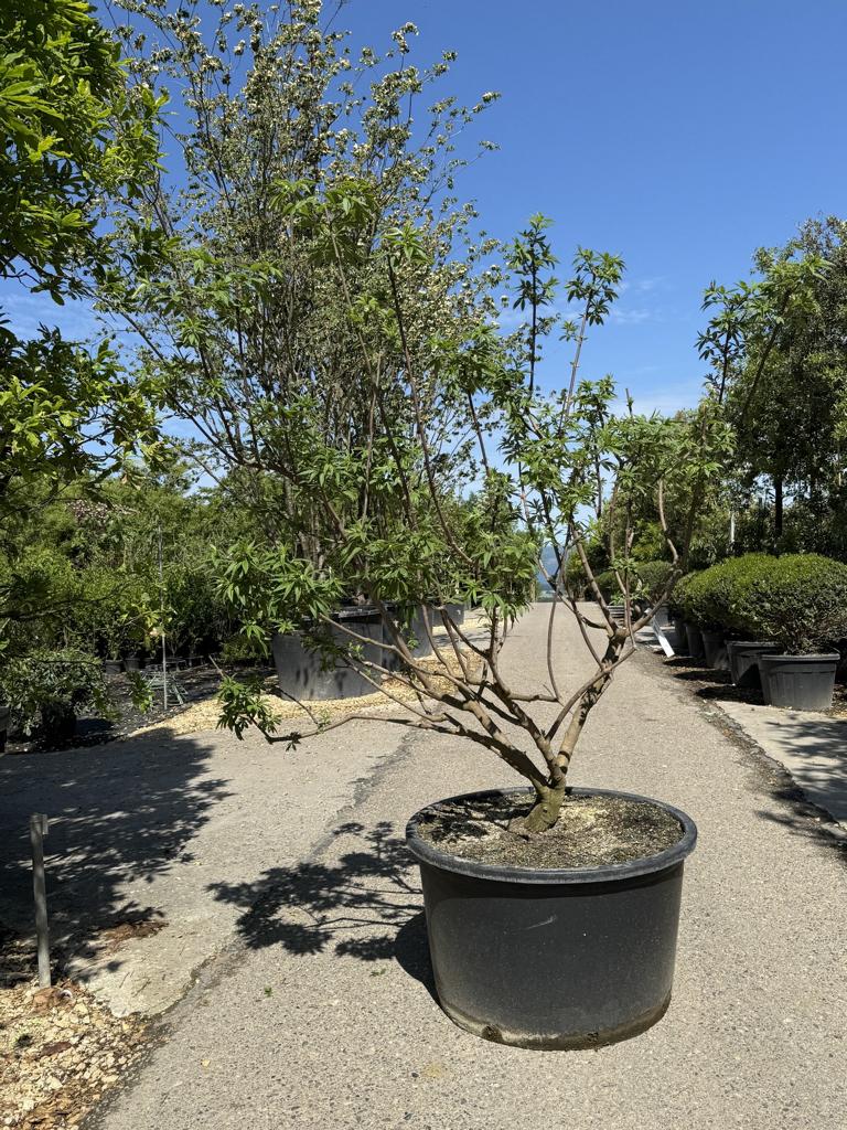 Vitex agnus-castus