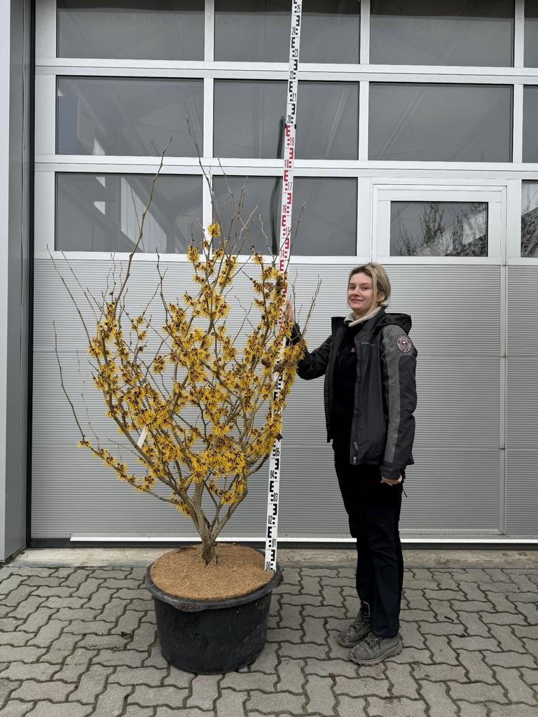 Hamamelis mollis 'Boskoop'