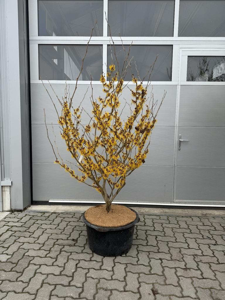 Hamamelis mollis 'Boskoop'