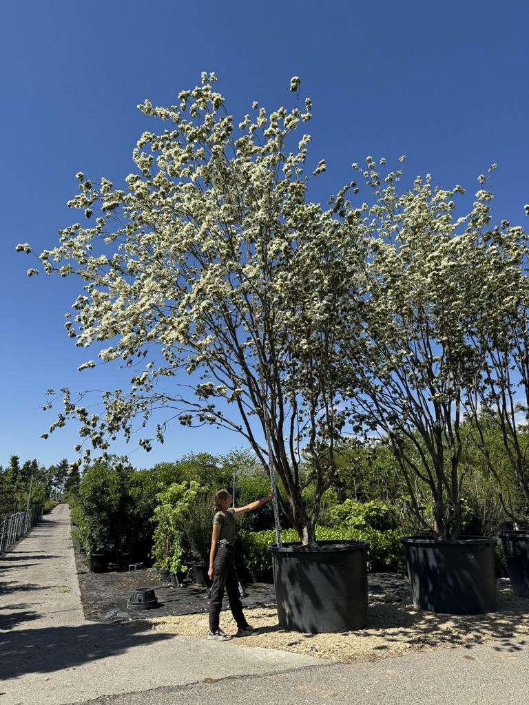 Cornus kousa