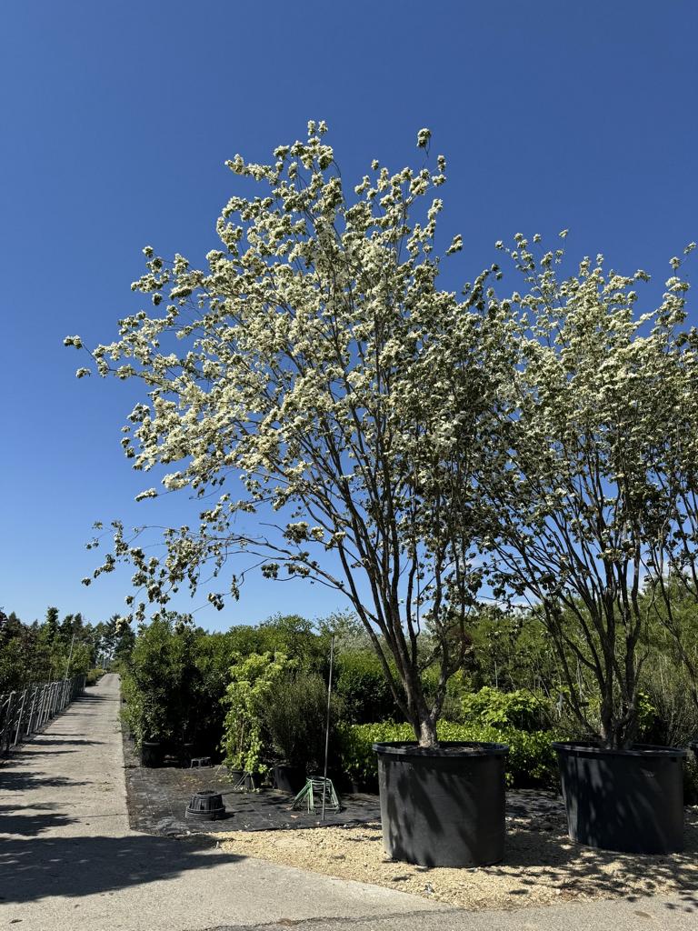 Cornus kousa