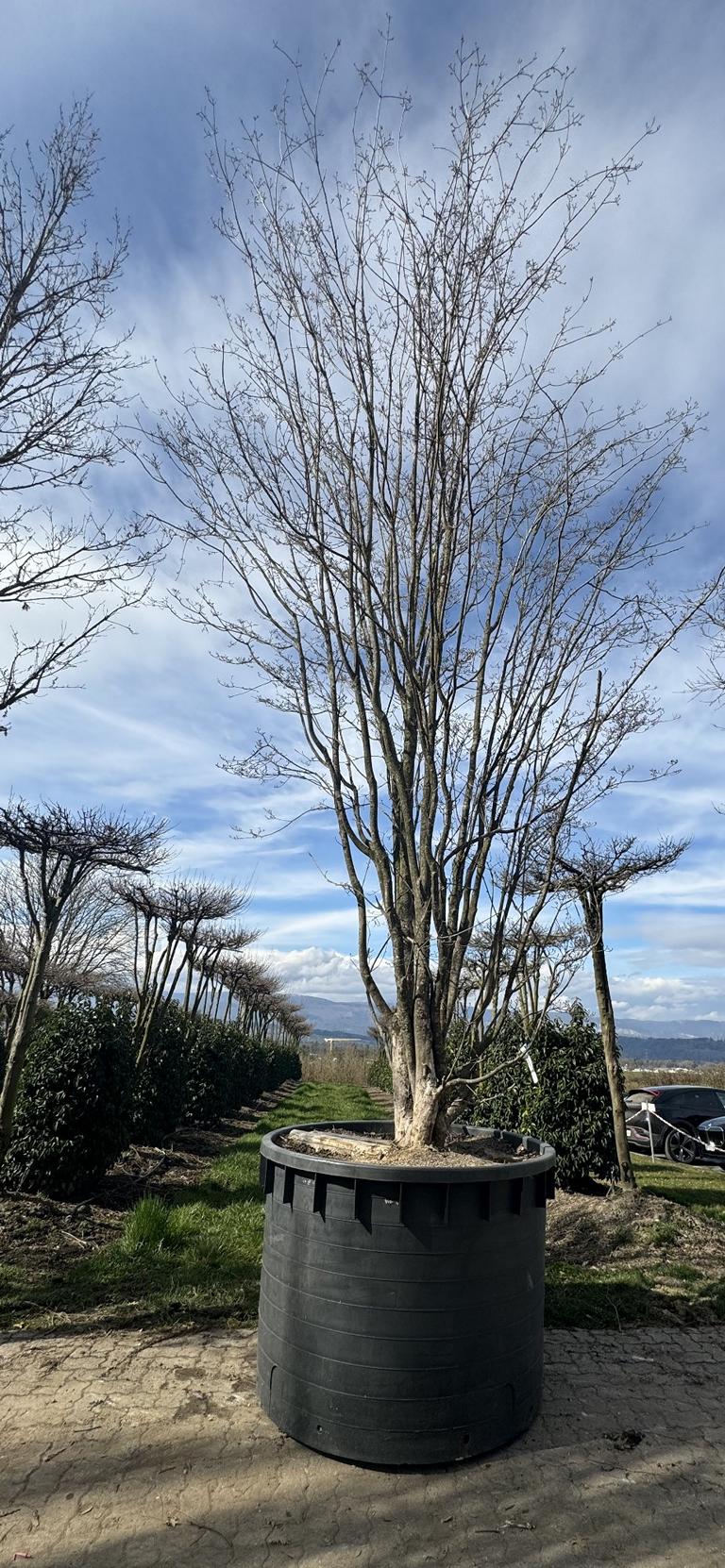 Cornus kousa