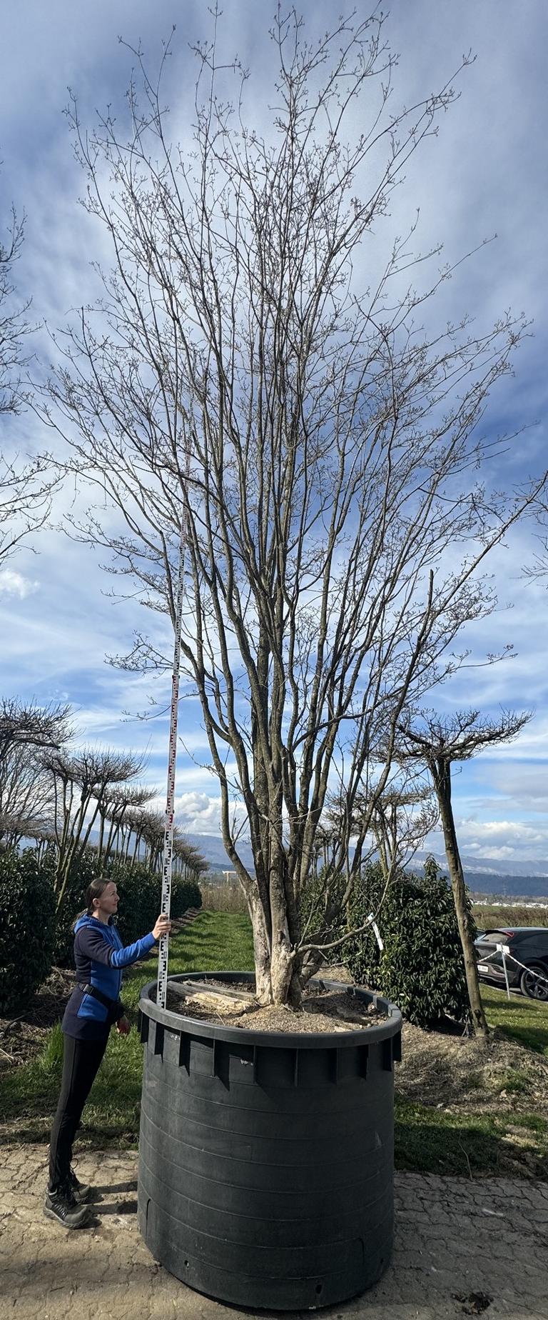 Cornus kousa