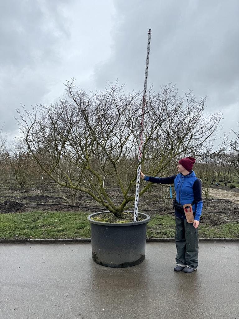 Ulmus minor 'Jacqueline Hillier' Altersform