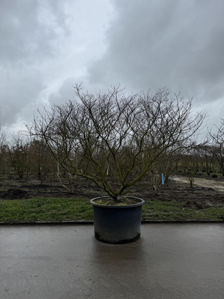 Ulmus minor 'Jacqueline Hillier' Altersform