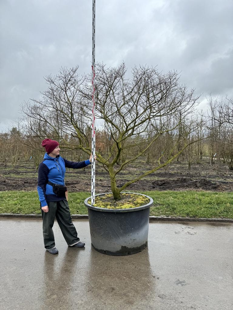 Ulmus minor 'Jacqueline Hillier' Altersform