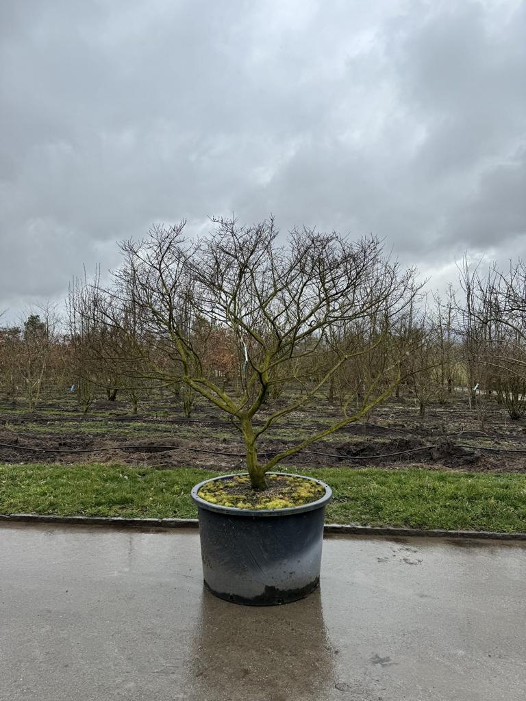 Ulmus minor 'Jacqueline Hillier' Altersform
