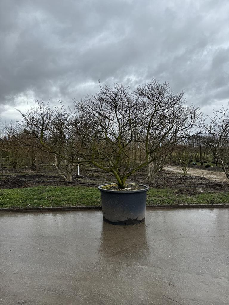 Ulmus minor 'Jacqueline Hillier' Altersform