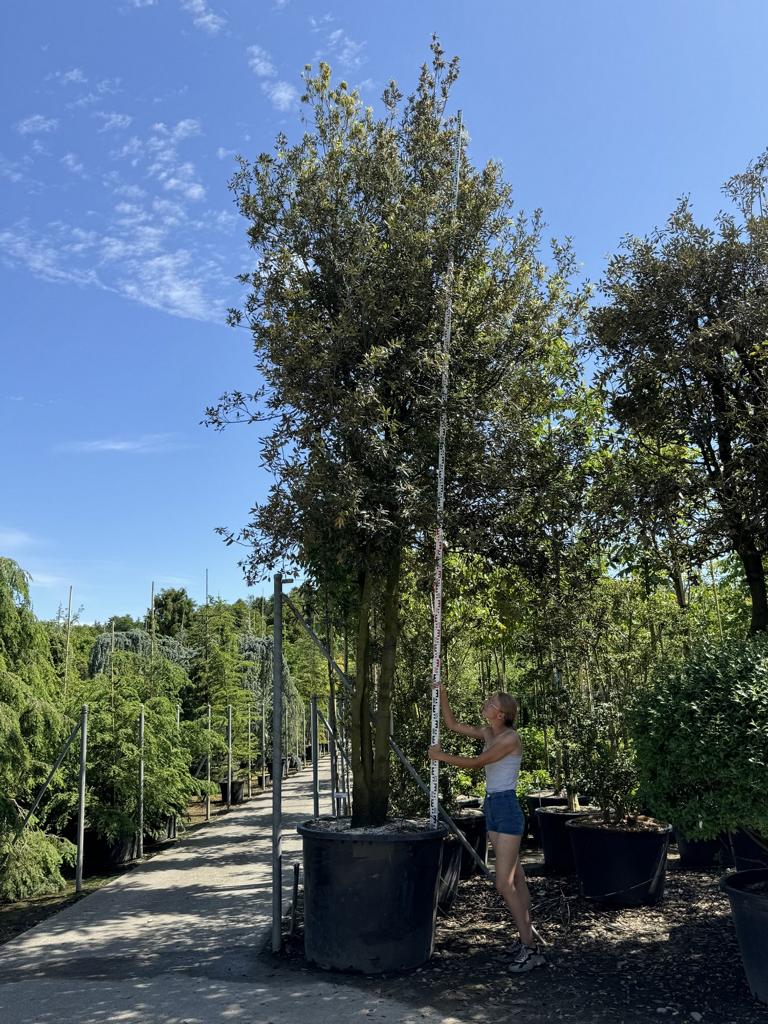 Quercus ilex Pilzform