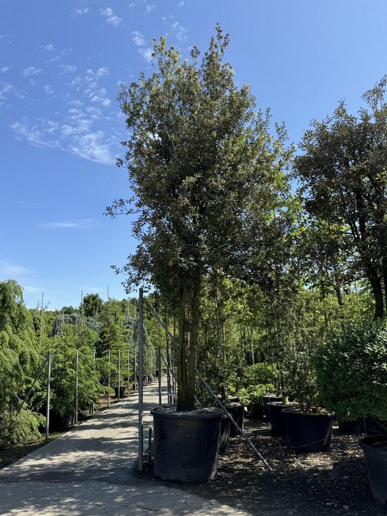 Quercus ilex Pilzform