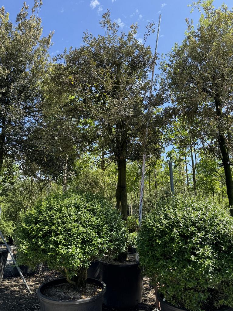 Quercus ilex Pilzform