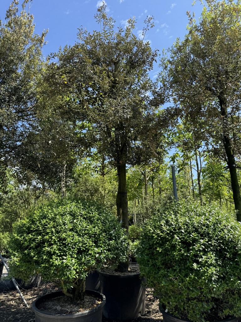 Quercus ilex Pilzform