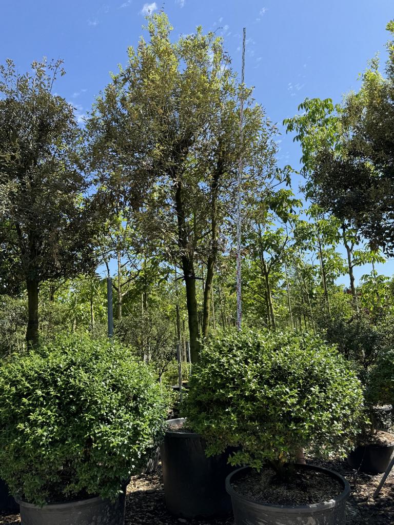 Quercus ilex Pilzform