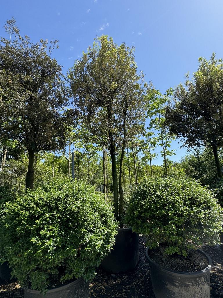 Quercus ilex Pilzform