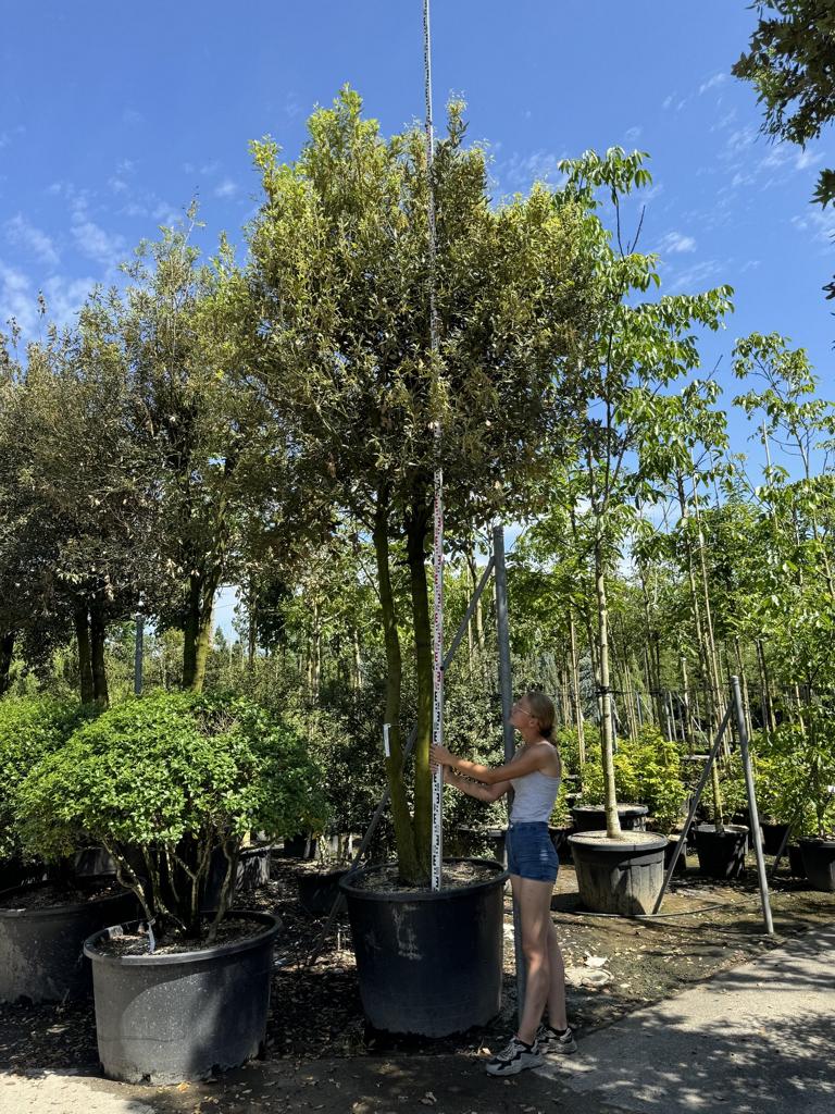 Quercus ilex Pilzform