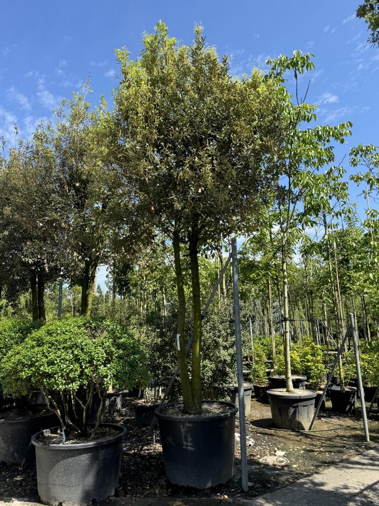 Quercus ilex Pilzform