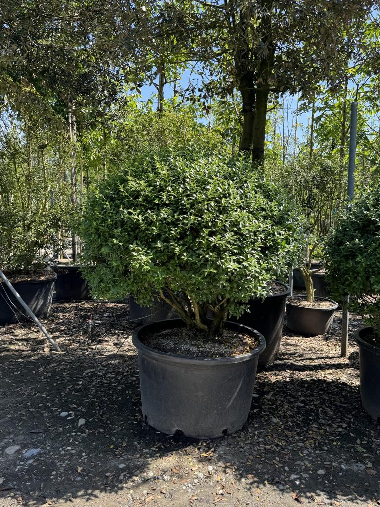 Osmanthus burkwoodii (x) Schirmform
