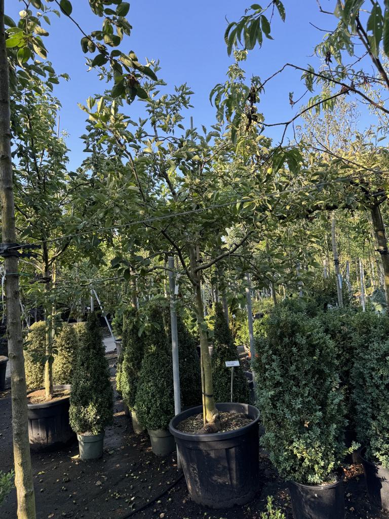 Malus domestica 'Ariwa'