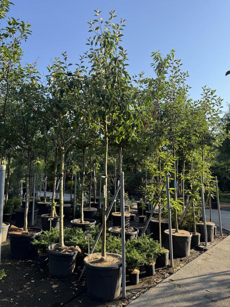 Malus domestica 'Topaz'