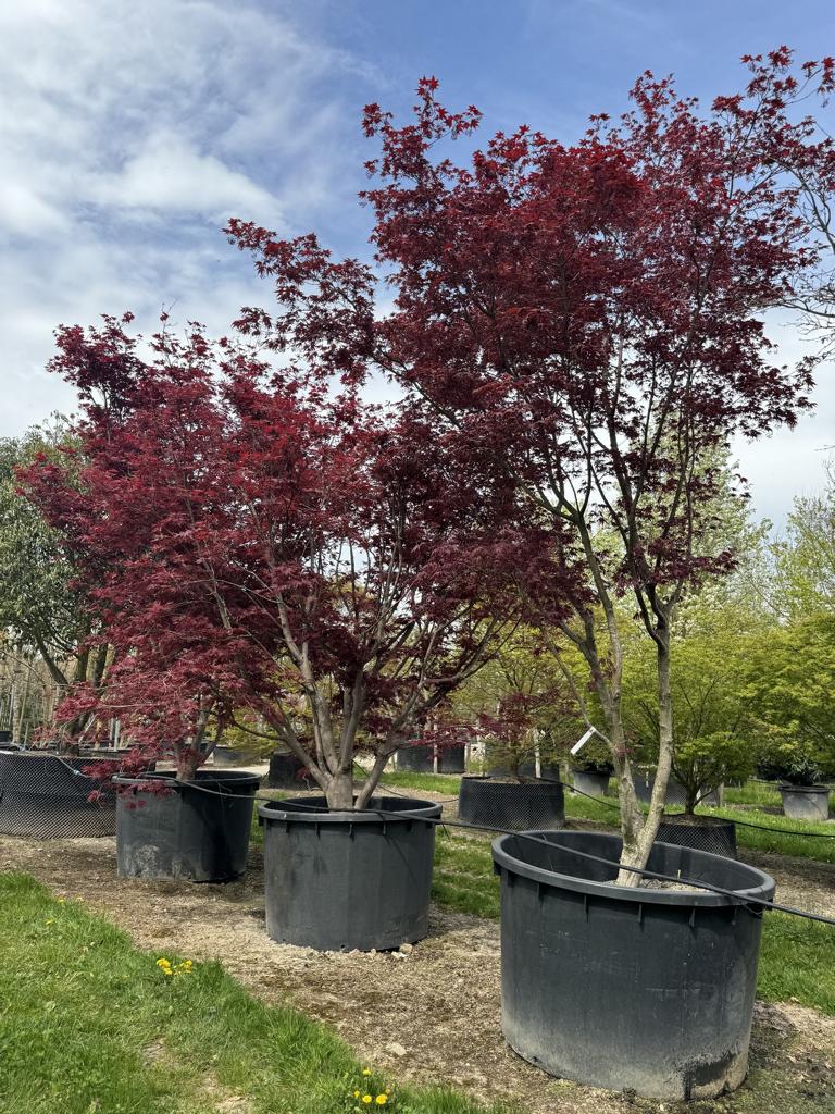 Acer palmatum 'Bloodgood'