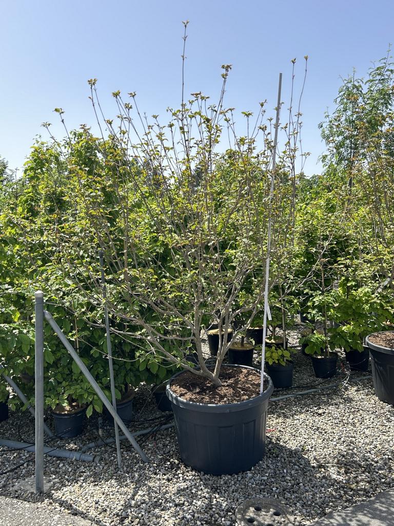 Cornus kousa 'Satomi'