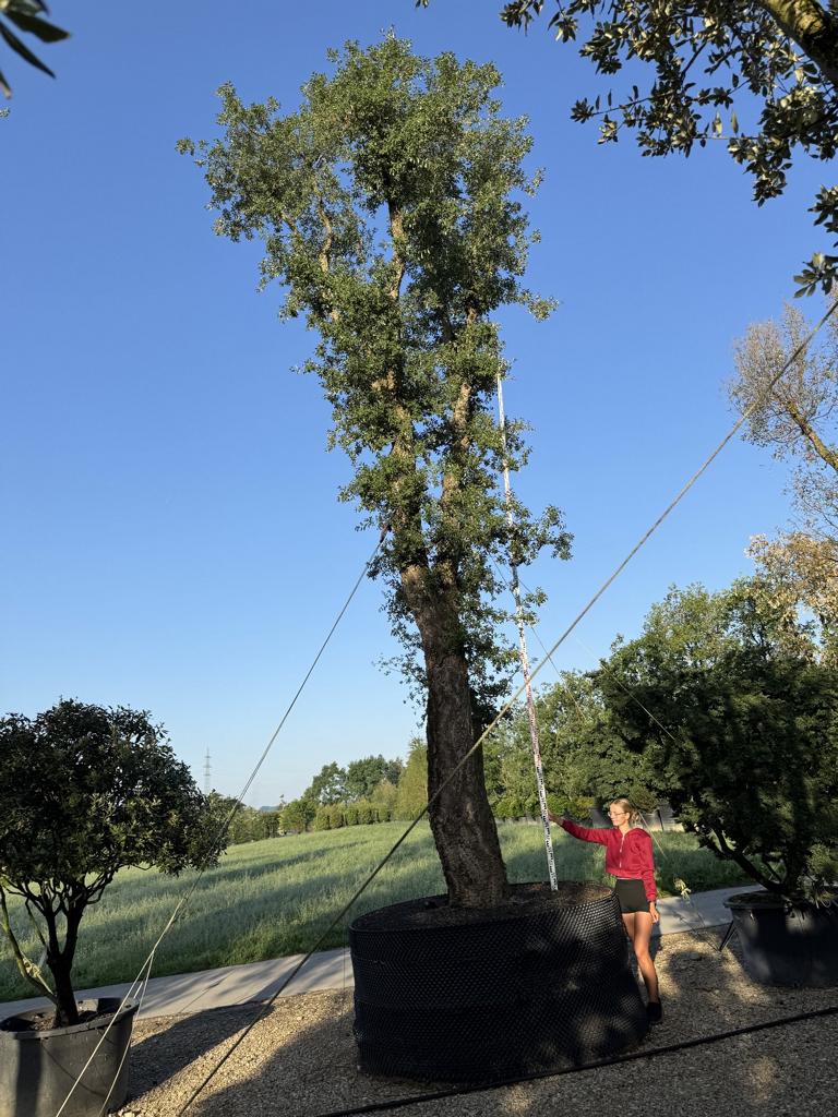Quercus suber