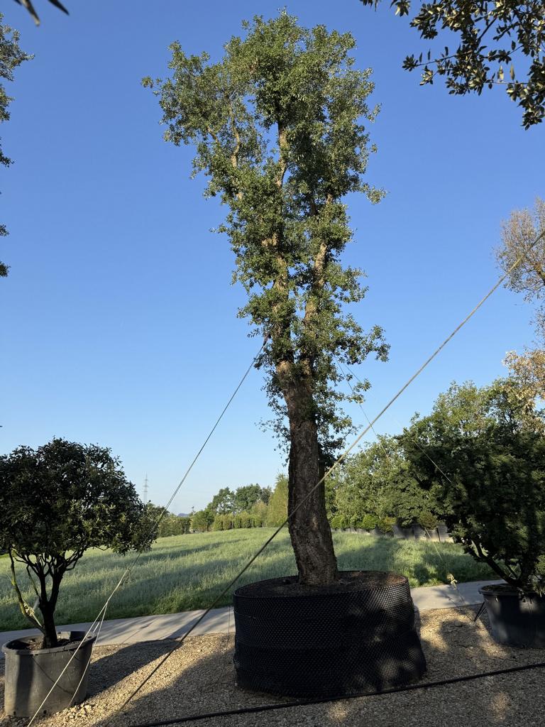 Quercus suber