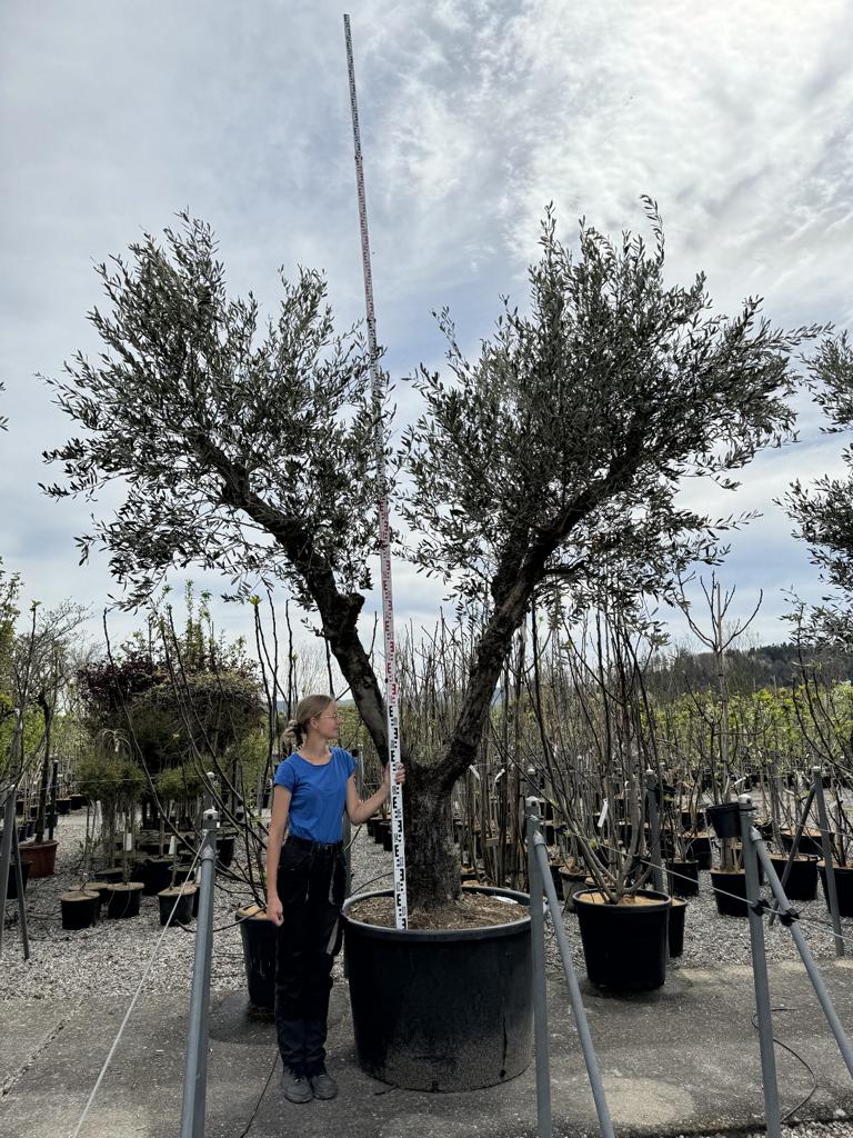 Olea europaea