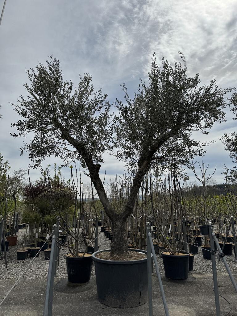 Olea europaea