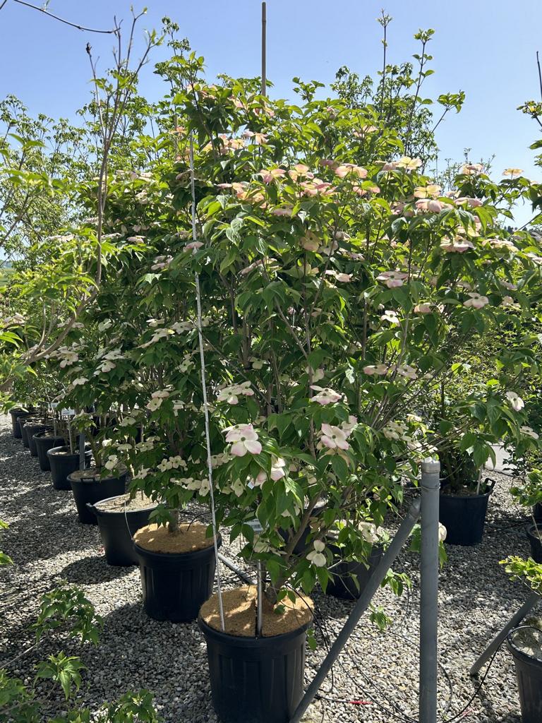 Cornus (Stellar-Gruppe) 'Stellar Pink'