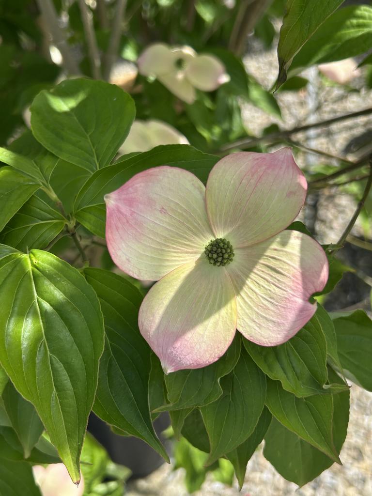 Cornus (Stellar-Gruppe) 'Stellar Pink'