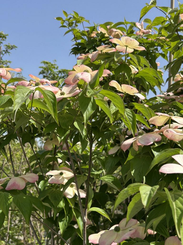 Cornus (Stellar-Gruppe) 'Stellar Pink'