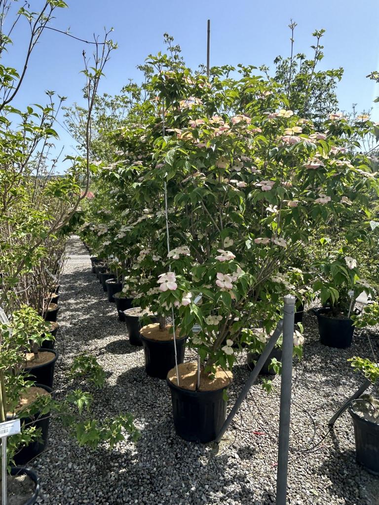 Cornus (Stellar-Gruppe) 'Stellar Pink'