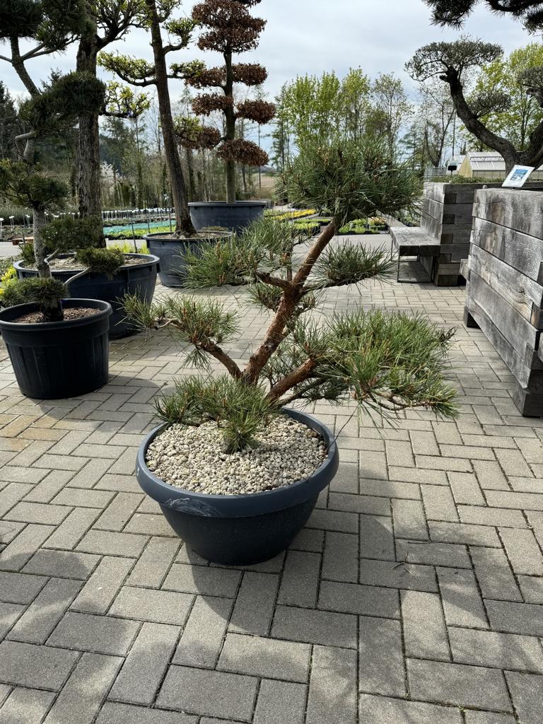 Pinus sylvestris 'Watereri' Bonsai NPczN3