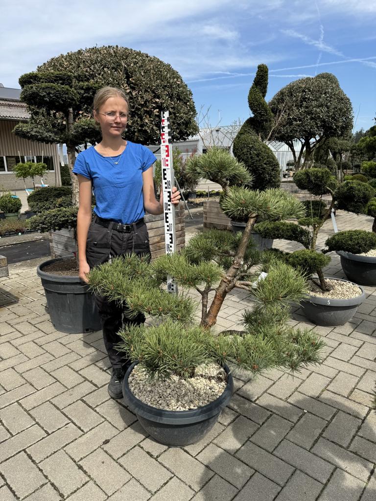 Pinus sylvestris 'Watereri' Bonsai NPczN2