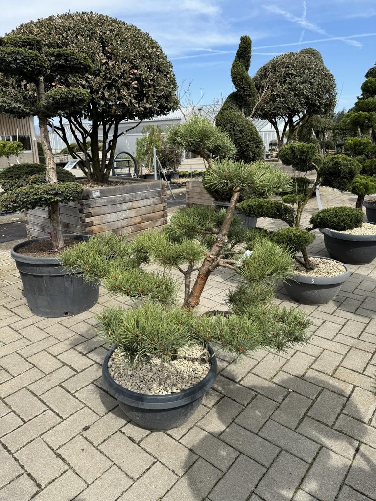 Pinus sylvestris 'Watereri' Bonsai NPczN2