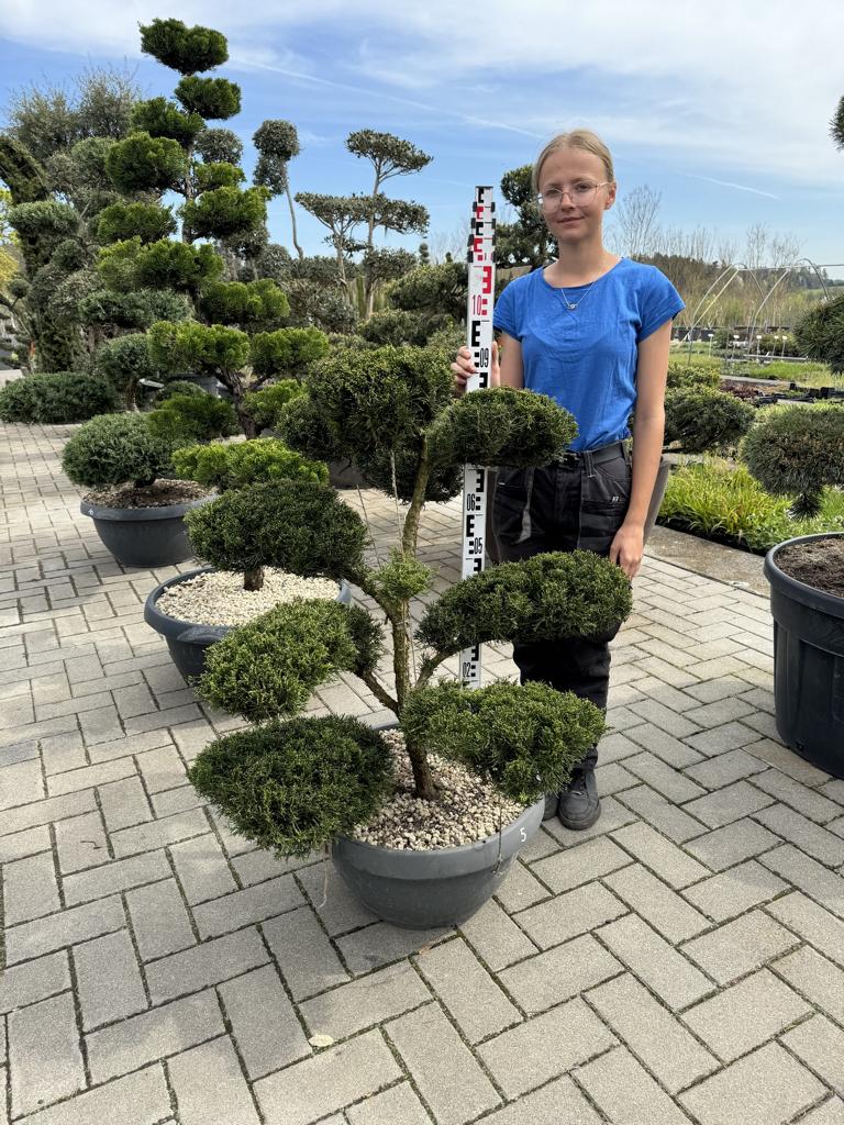 Juniperus pfitzeriana (x) 'Mint Julep' Bonsai NPn5