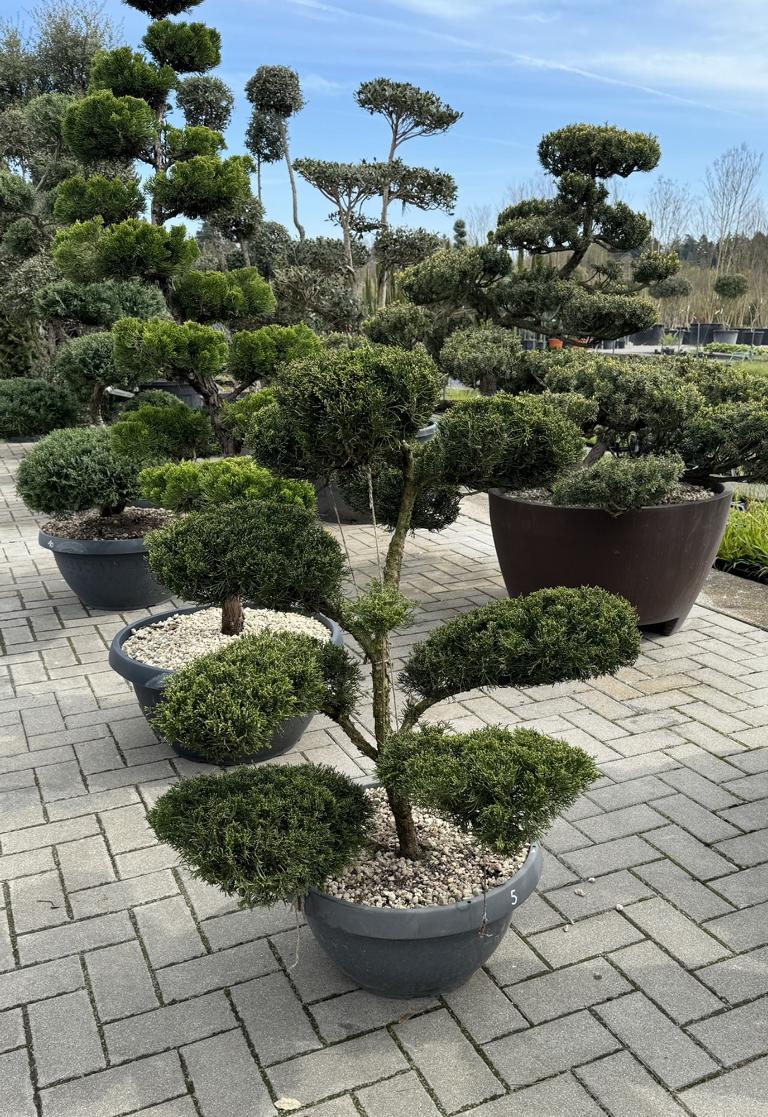 Juniperus pfitzeriana (x) 'Mint Julep' Bonsai NPn5