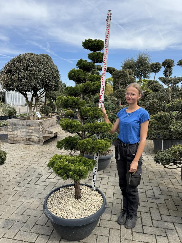 Juniperus chinensis 'Kaizuka' Bonsaiform NPbkN11