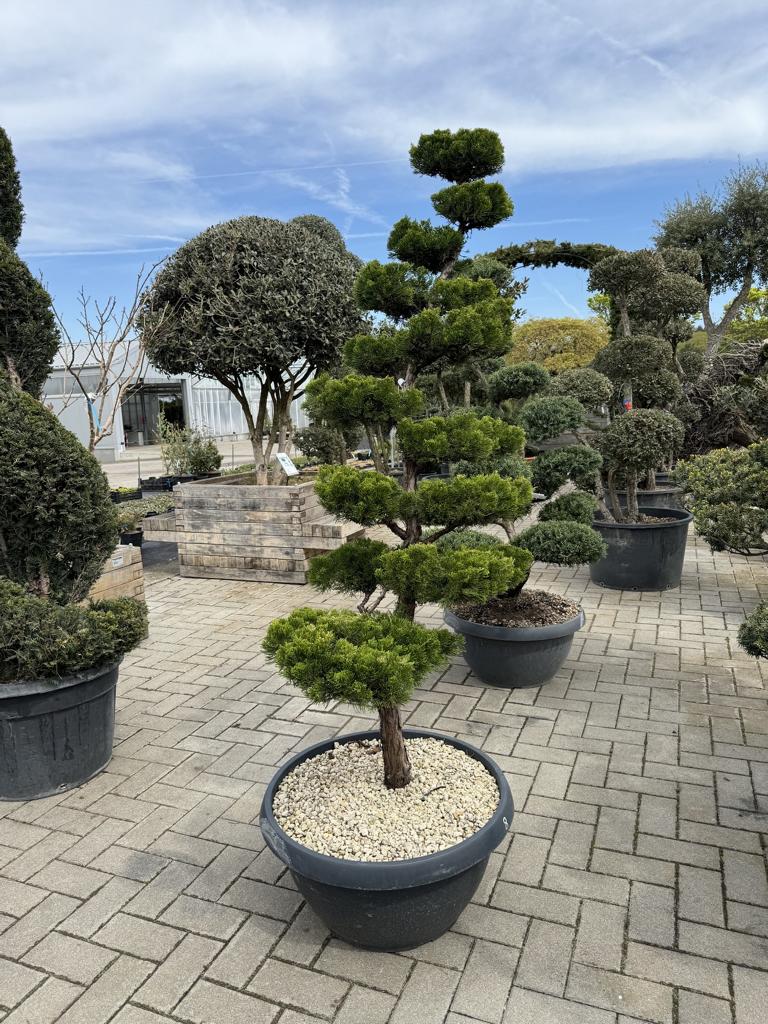 Juniperus chinensis 'Kaizuka' Bonsaiform NPbkN11