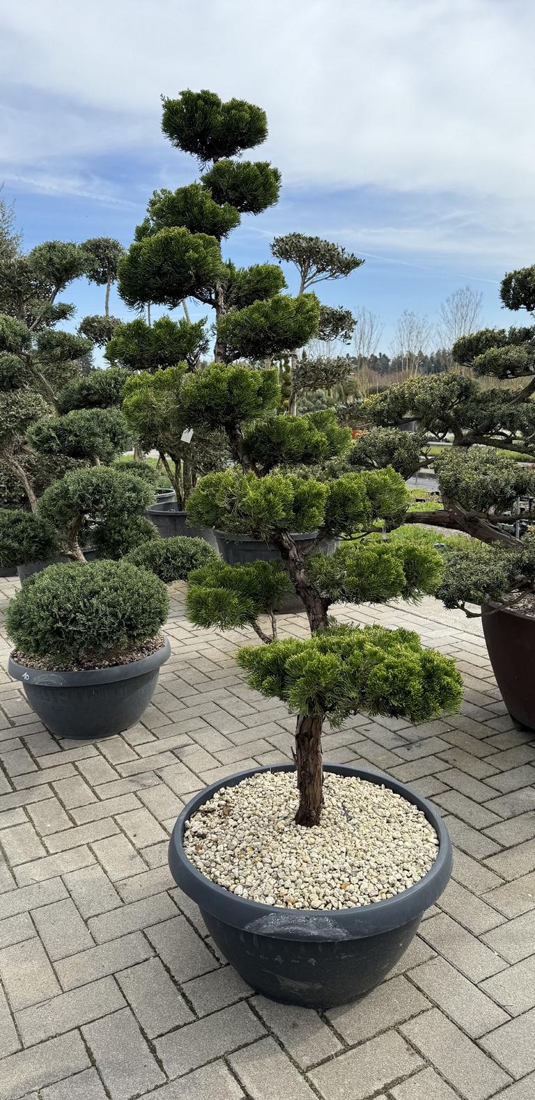Juniperus chinensis 'Kaizuka' Bonsaiform NPbkN11