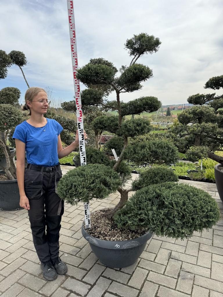 Juniperus chinensis Bonsai NPjuN10