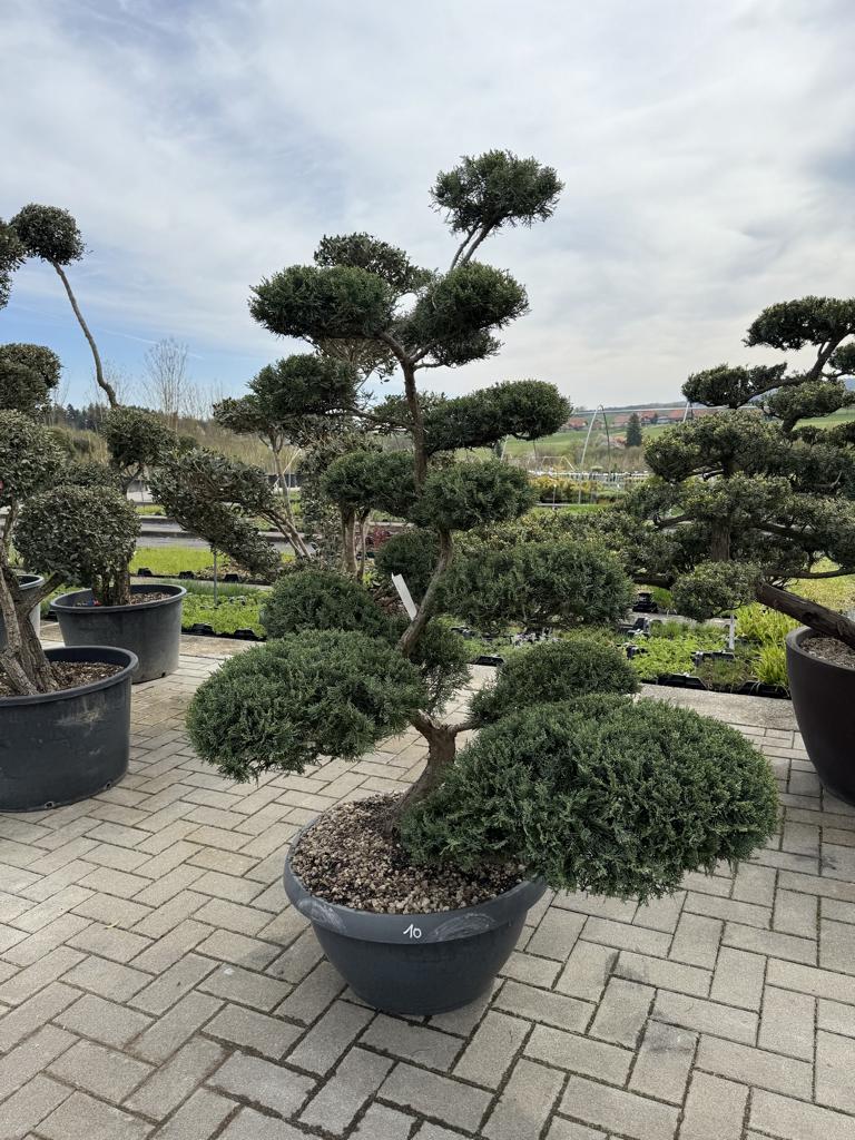 Juniperus chinensis Bonsai NPjuN10