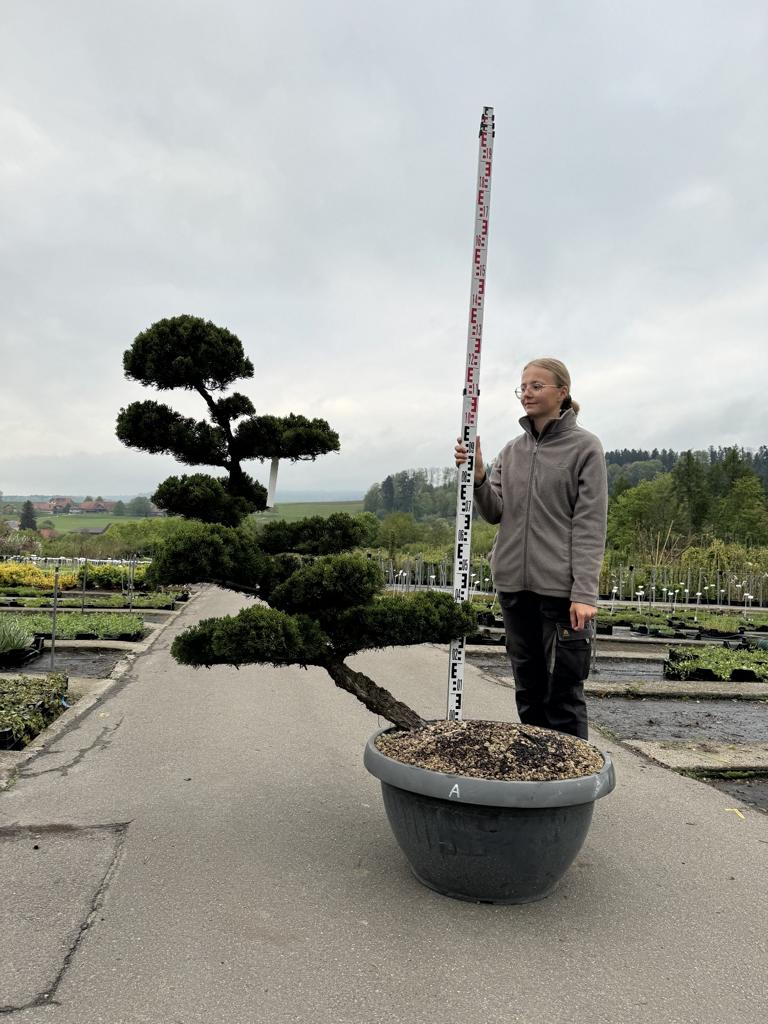 Juniperus chinensis 'Kaizuka' Bonsaiform