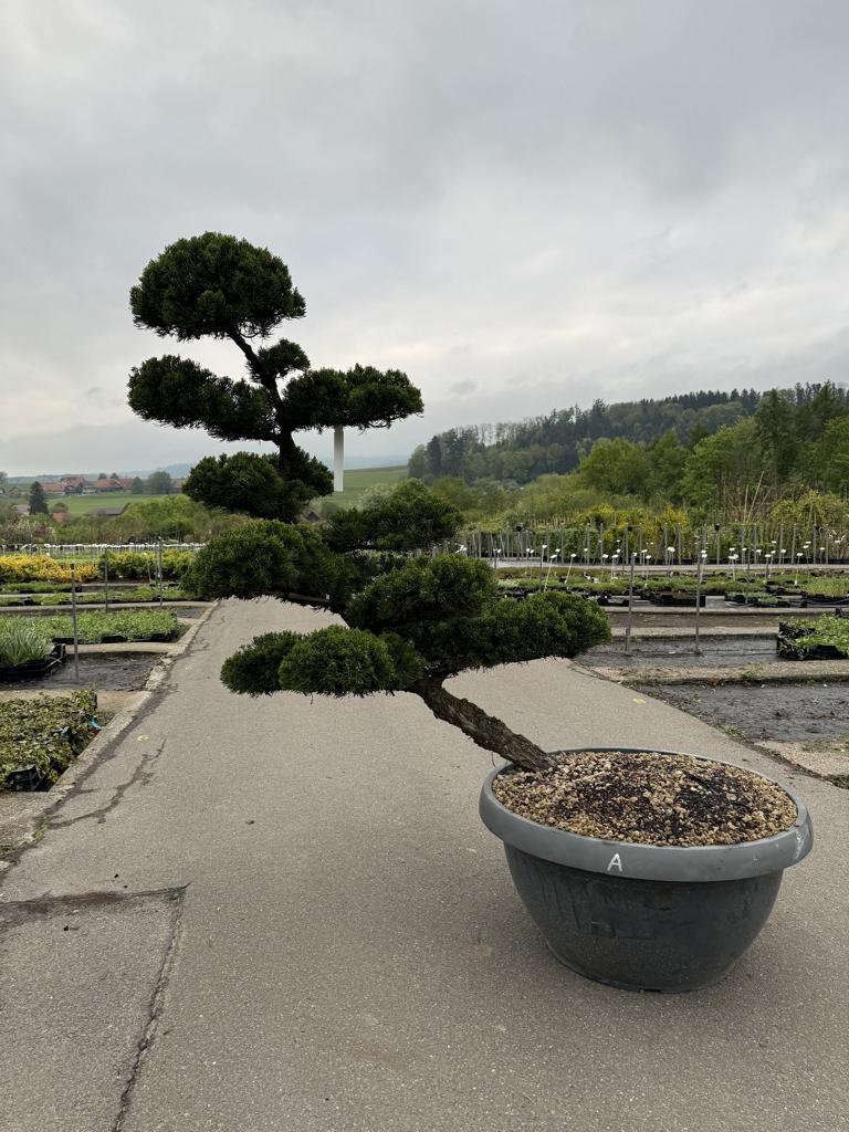 Juniperus chinensis 'Kaizuka' Bonsaiform